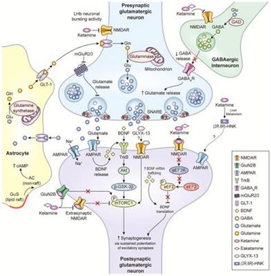 Glutamatergic System in Depression and Its Role in Neuromodulatory Techniques Optimization